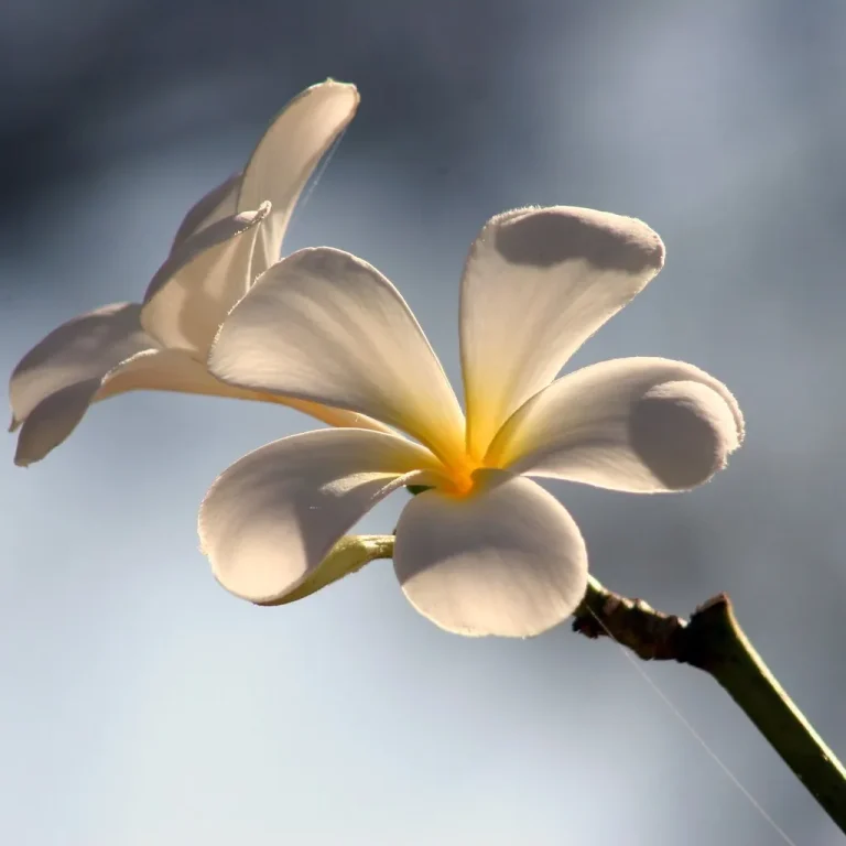 Frangipani flower close-up