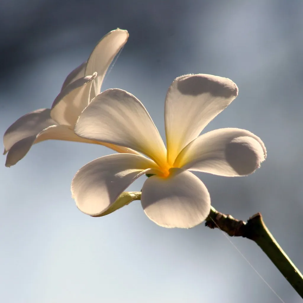 Frangipani flower close-up