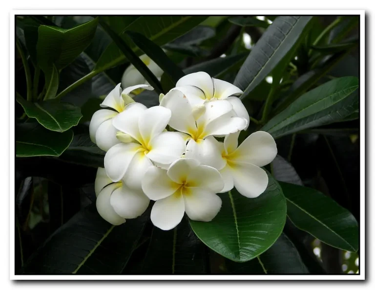 Frangipani tree in bloom